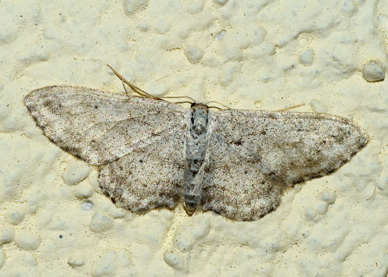 Geometridae da determinare